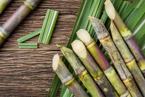 sugarcane bagasse food tableware